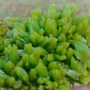 specimen video