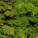 Pyromorphite - image 2