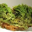 Pyromorphite - image 1
