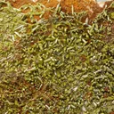 Pyromorphite - image 1