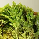 Pyromorphite - image 2