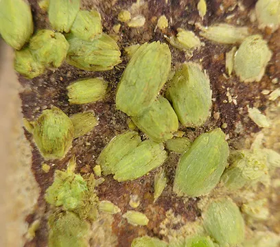 Pyromorphite image