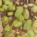 Pyromorphite - image 1