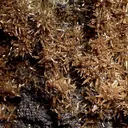 Pyromorphite - image 2