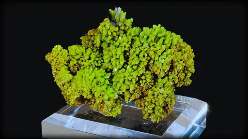 specimen video
