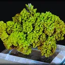specimen video