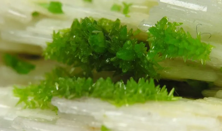Pyromorphite, Baryte - image 2