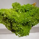 Pyromorphite - image 1