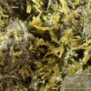 Pyromorphite - image 4