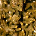 Pyromorphite - image 2