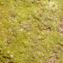 Pyromorphite - image 2