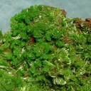 Pyromorphite - image 2