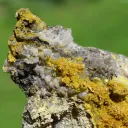 Pyromorphite & Cerussite 250 grams - Nuizière (Nuissière Mine), Chénelette, Rhône, France - image 3