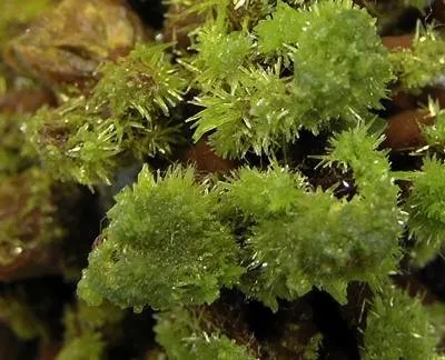 Pyromorphite - image 2
