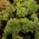 Pyromorphite - image 2