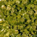 Pyromorphite - image 3