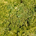 Pyromorphite - image 2