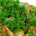Pyromorphite - image 2