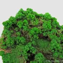 Pyromorphite - image 5