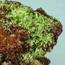 Pyromorphite - image 2