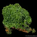 Pyromorphite - image 1