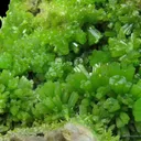 Pyromorphite - image 1