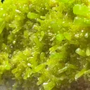 Pyromorphite - image 2