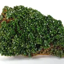 Pyromorphite - image 1