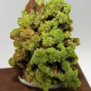Pyromorphite - image 1