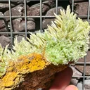 Pyromorphite from Bulgaria, Haskovo Province, Madzharovo deposit - image 8
