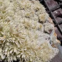 Pyromorphite from Bulgaria, Haskovo Province, Madzharovo deposit - image 7