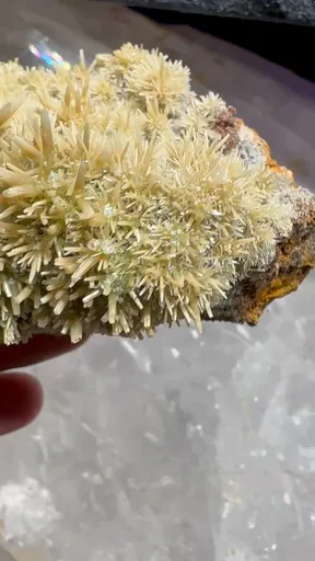 specimen video