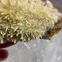 specimen video