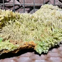 Pyromorphite from Bulgaria, Haskovo Province, Madzharovo deposit - image 4