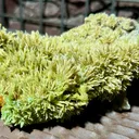 Pyromorphite from Bulgaria, Haskovo Province, Madzharovo deposit - image 1
