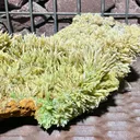 Pyromorphite from Bulgaria, Haskovo Province, Madzharovo deposit - image 5