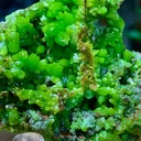 Pyromorphite from China - image 2