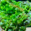 Pyromorphite from China - image 2