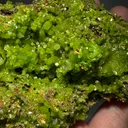 Pyromorphite from China, Guangxi, Guilin, Gongcheng Co., Daoping Mine - image 5