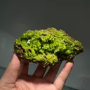 Pyromorphite from China, Guangxi, Guilin, Gongcheng Co., Daoping Mine - image 3
