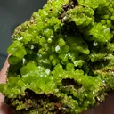 Pyromorphite from China, Guangxi, Guilin, Gongcheng Co., Daoping Mine - image 2