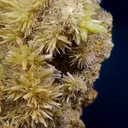 Pyromorphite from Madzharovo deposit, Haskovo Province, Bulgaria - image 4
