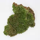 Pyromorphite grouping - image 1