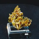 specimen video