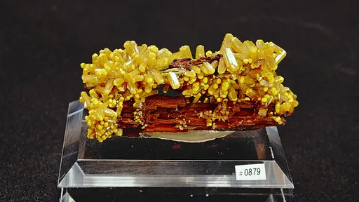 specimen video