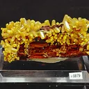 specimen video
