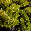 Pyromorphite on Baryte - image 4