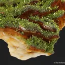 Pyromorphite on Baryte - image 4