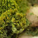 Pyromorphite on Quartz - image 2