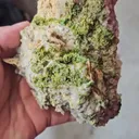 specimen video
